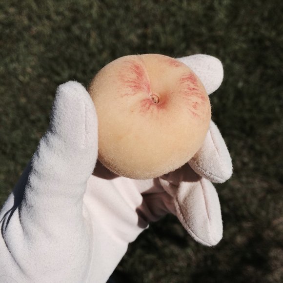 Meet your Posher, Sam - Picture 2 of 2